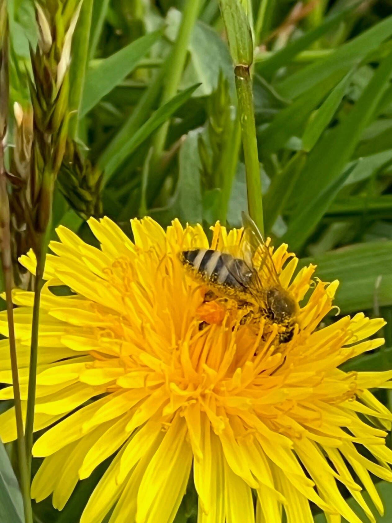 Biene-auf-Löwenzahn